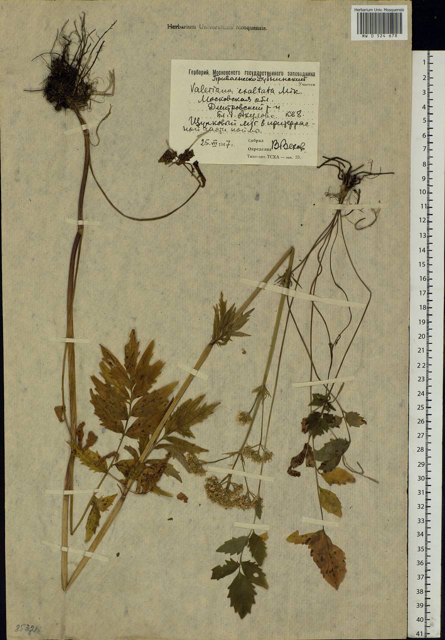 Valeriana officinalis L., Eastern Europe, Moscow region (E4a) (Russia)