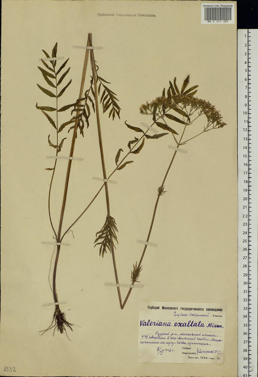 Valeriana officinalis L., Eastern Europe, Moscow region (E4a) (Russia)