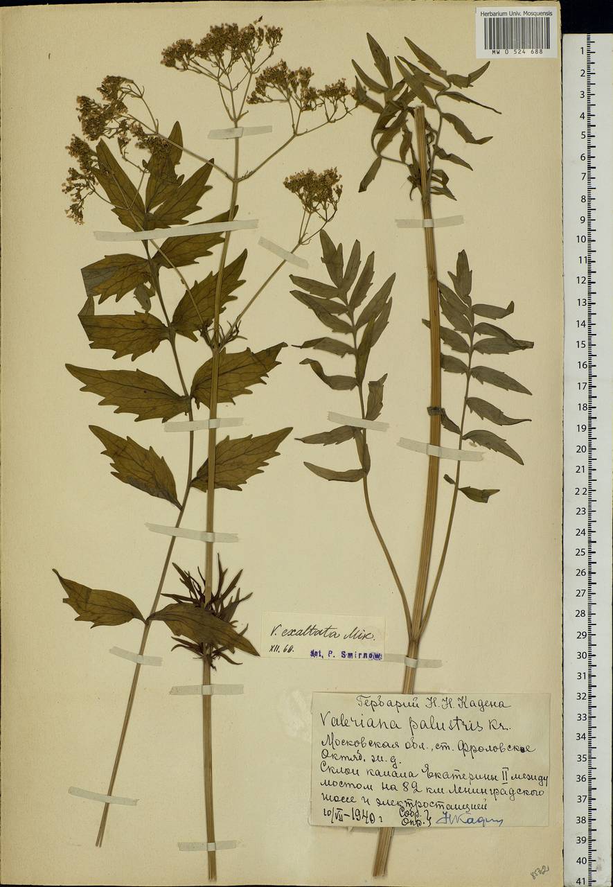 Valeriana officinalis L., Eastern Europe, Moscow region (E4a) (Russia)