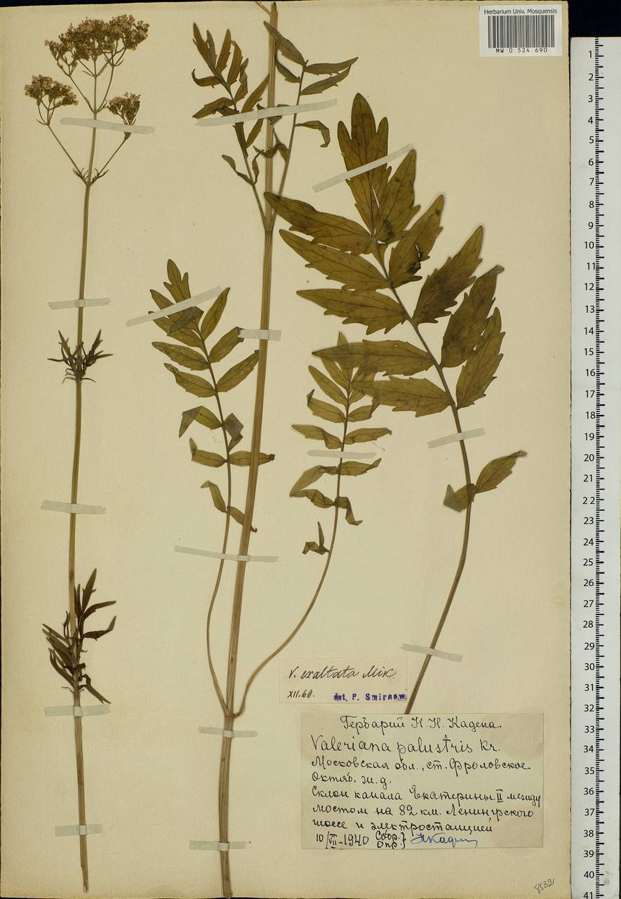 Valeriana officinalis L., Eastern Europe, Moscow region (E4a) (Russia)