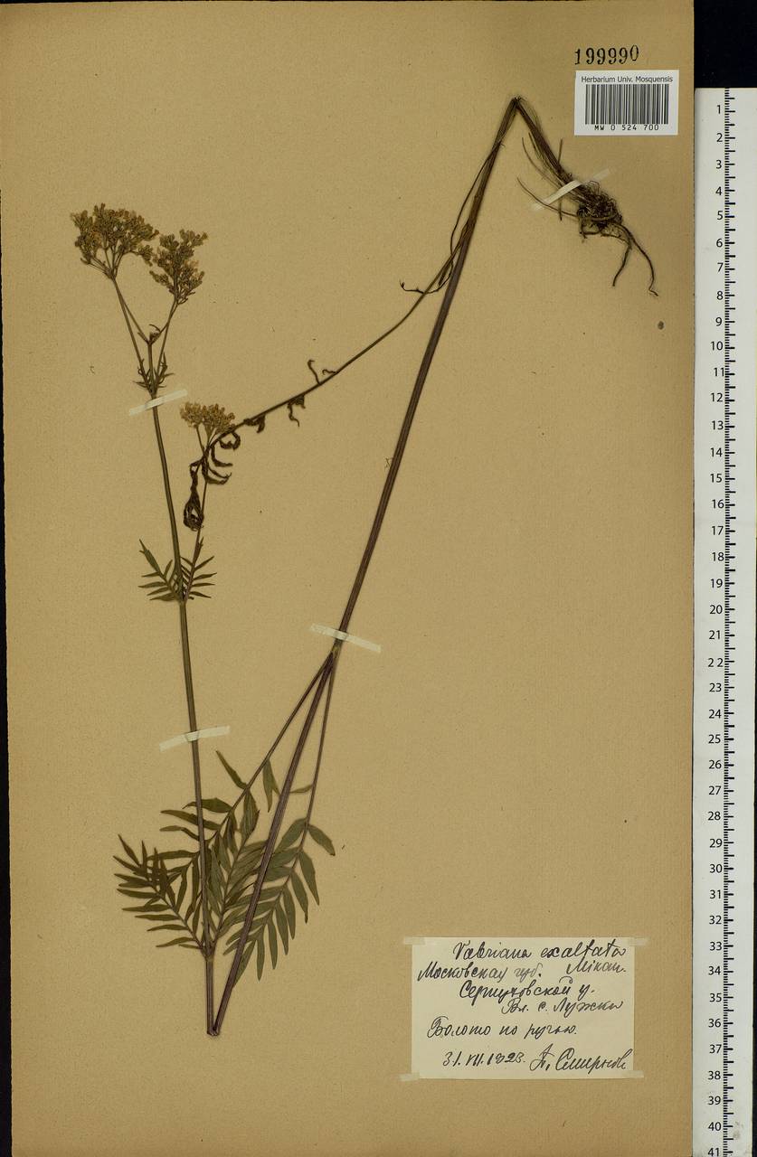 Valeriana officinalis L., Eastern Europe, Moscow region (E4a) (Russia)