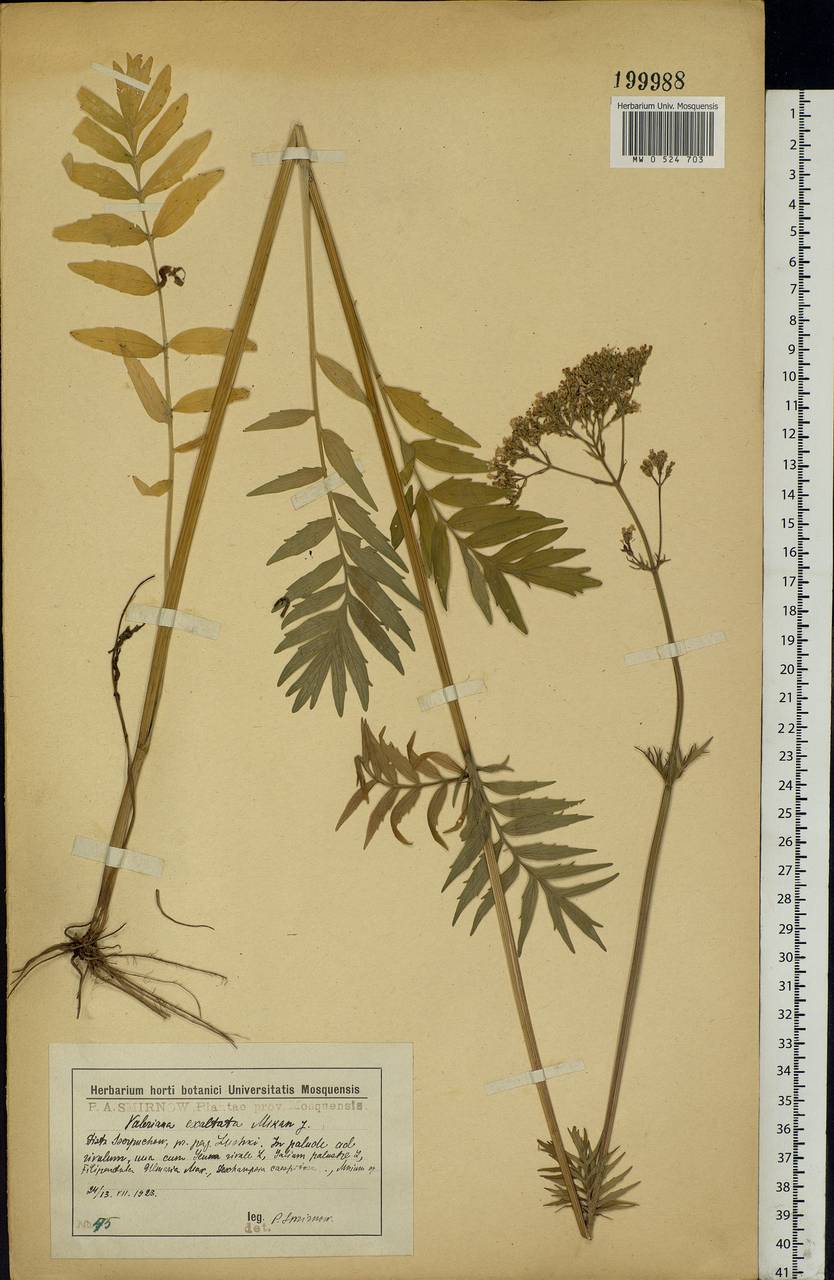 Valeriana officinalis L., Eastern Europe, Moscow region (E4a) (Russia)