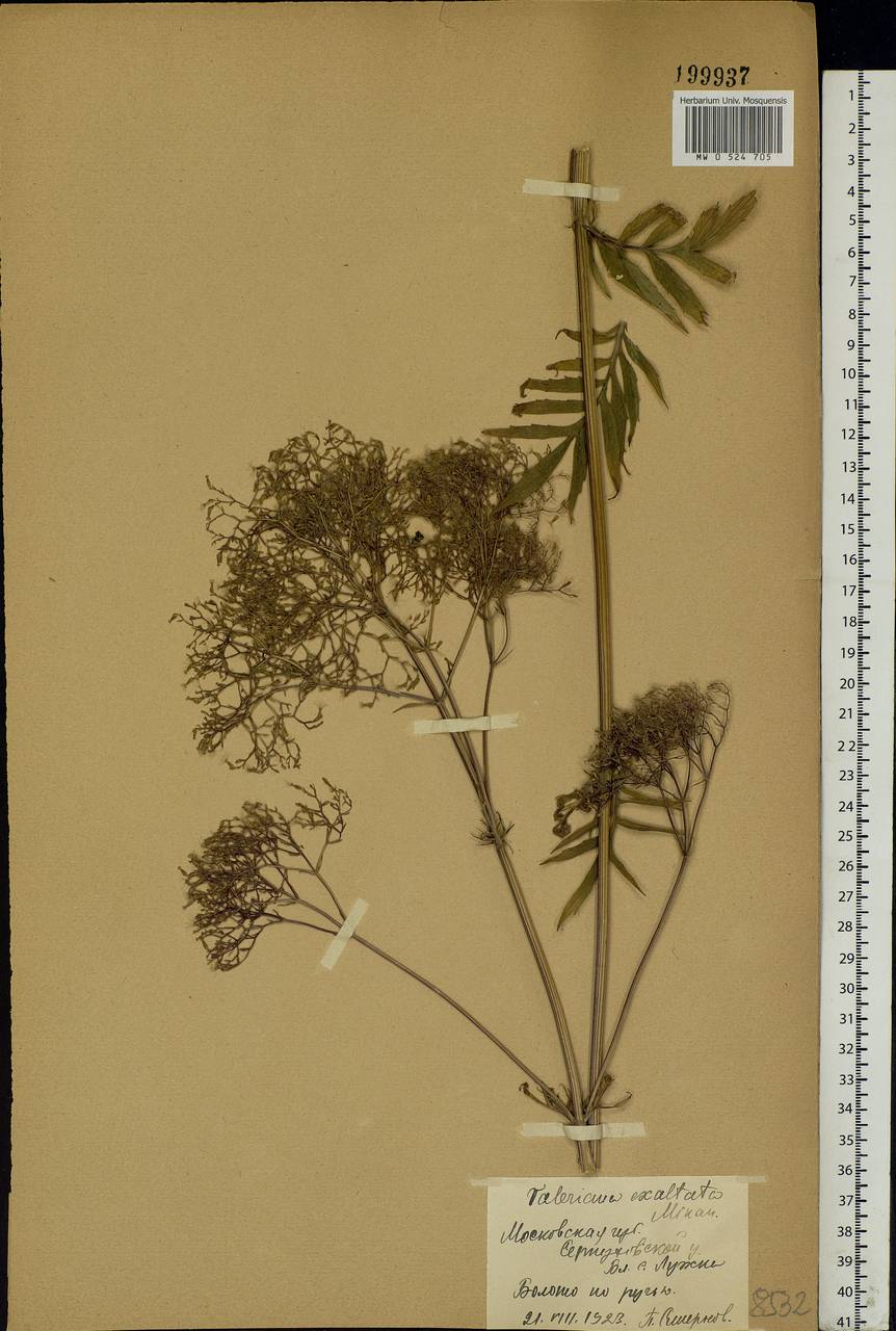 Valeriana officinalis L., Eastern Europe, Moscow region (E4a) (Russia)