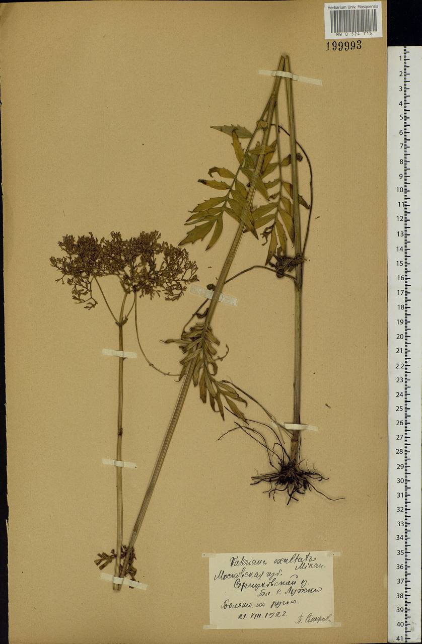 Valeriana officinalis L., Eastern Europe, Moscow region (E4a) (Russia)