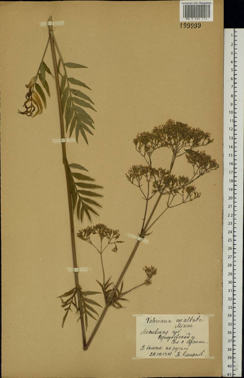 Valeriana officinalis L., Eastern Europe, Moscow region (E4a) (Russia)