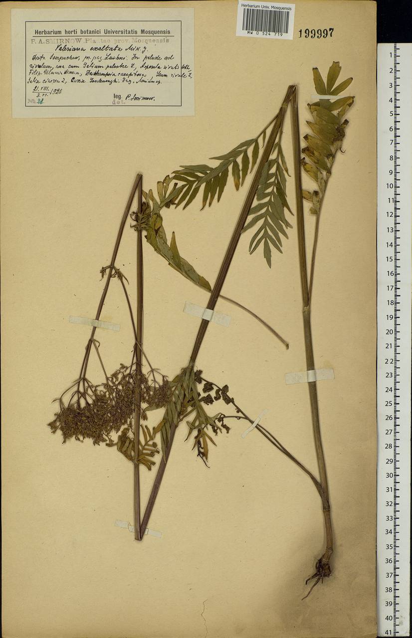Valeriana officinalis L., Eastern Europe, Moscow region (E4a) (Russia)