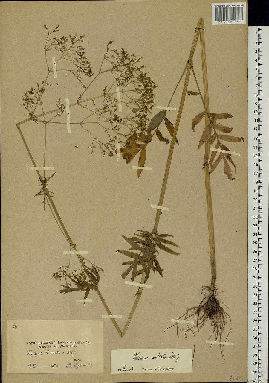 Valeriana officinalis L., Eastern Europe, Moscow region (E4a) (Russia)