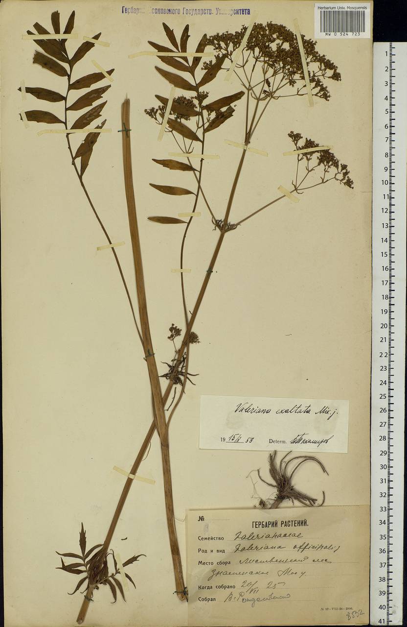 Valeriana officinalis L., Eastern Europe, Moscow region (E4a) (Russia)