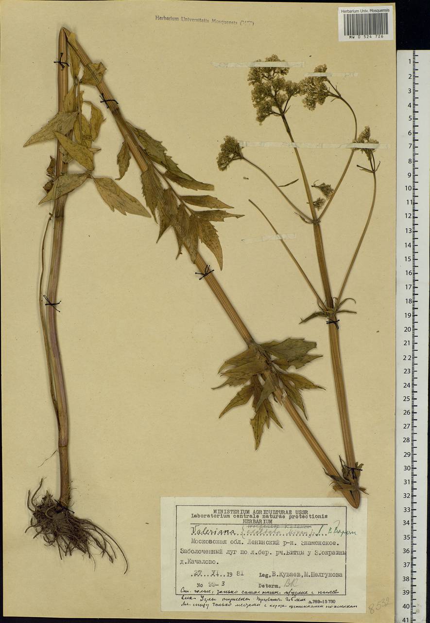 Valeriana officinalis L., Eastern Europe, Moscow region (E4a) (Russia)