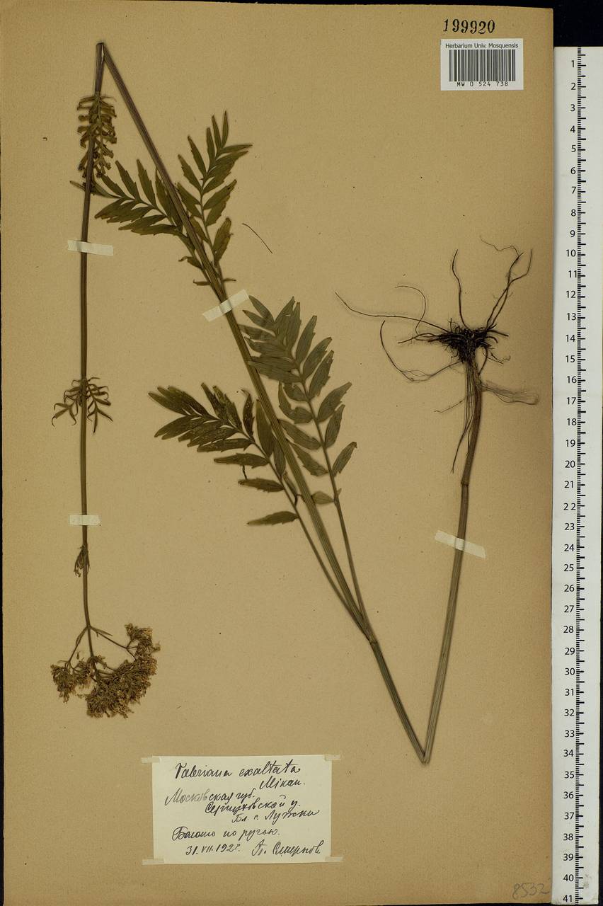 Valeriana officinalis L., Eastern Europe, Moscow region (E4a) (Russia)