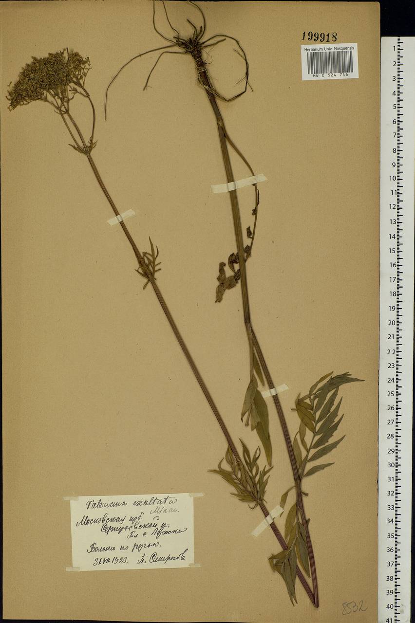 Valeriana officinalis L., Eastern Europe, Moscow region (E4a) (Russia)