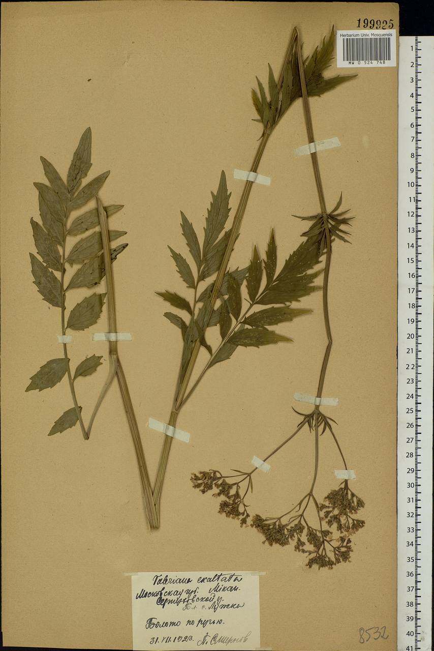 Valeriana officinalis L., Eastern Europe, Moscow region (E4a) (Russia)