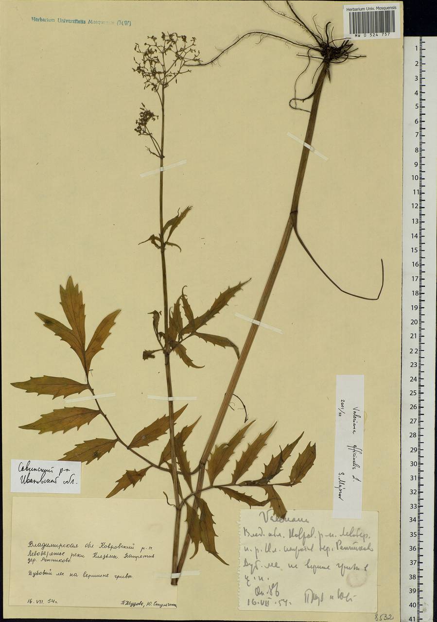 Valeriana officinalis L., Eastern Europe, Central forest region (E5) (Russia)