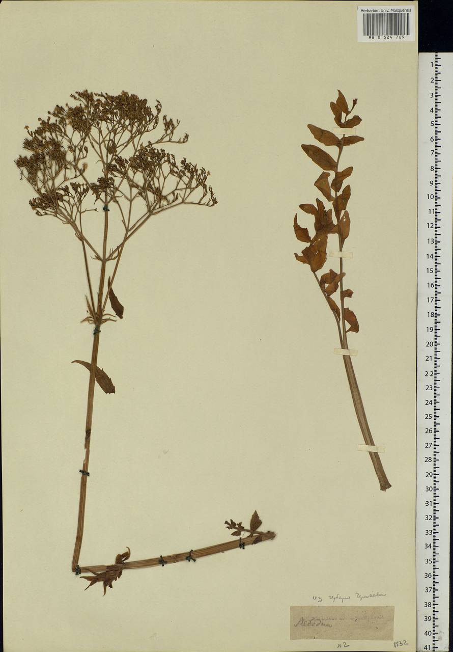 Valeriana officinalis L., Eastern Europe, Central forest region (E5) (Russia)