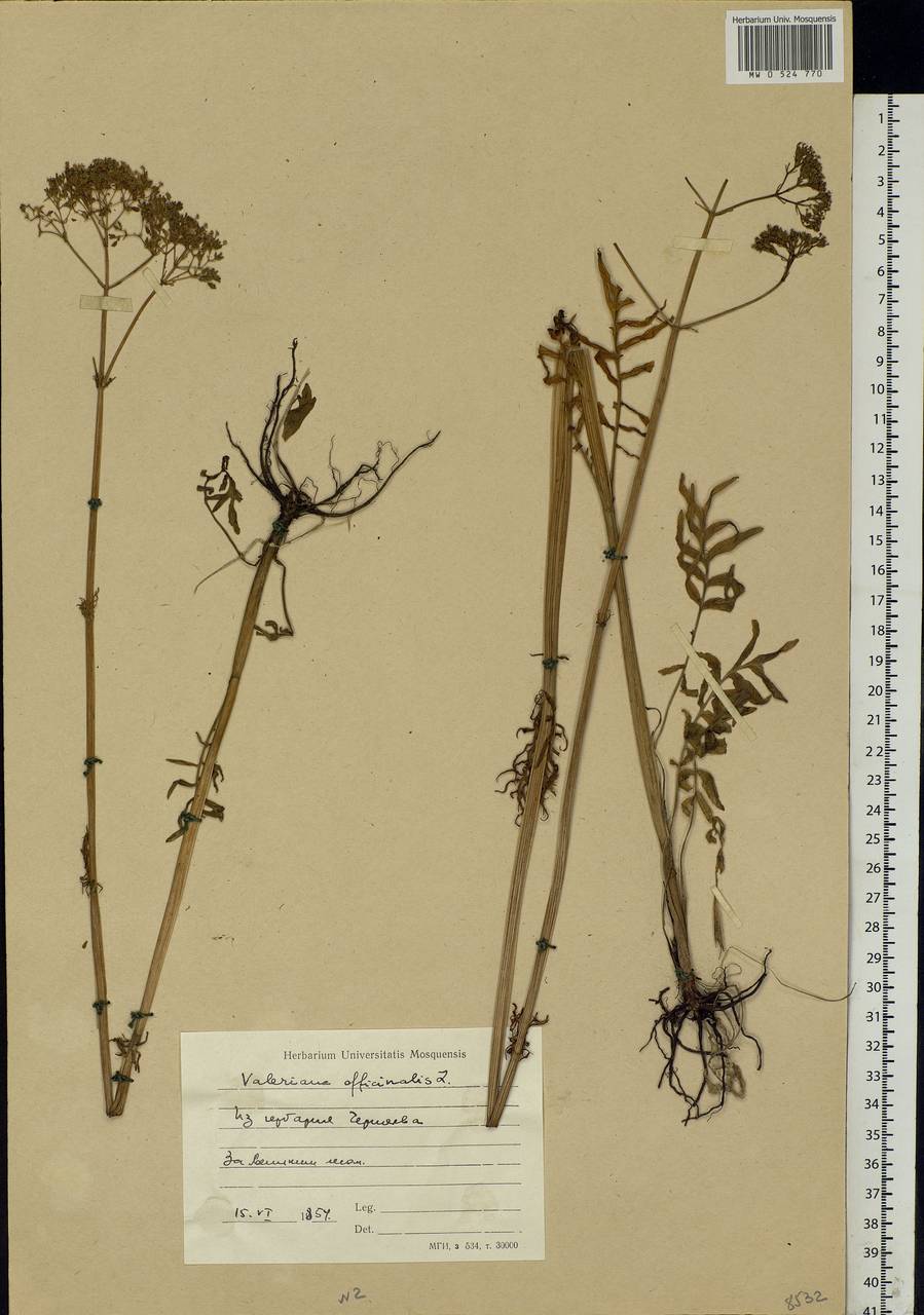 Valeriana officinalis L., Eastern Europe (no precise locality) (E0) (Not classified)