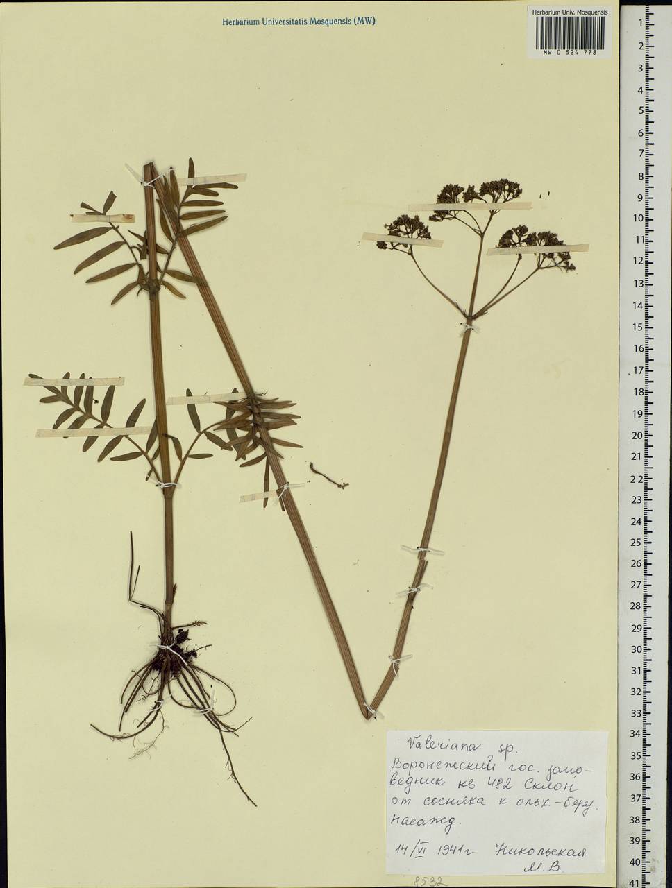 Valeriana officinalis L., Eastern Europe, Central forest-and-steppe region (E6) (Russia)