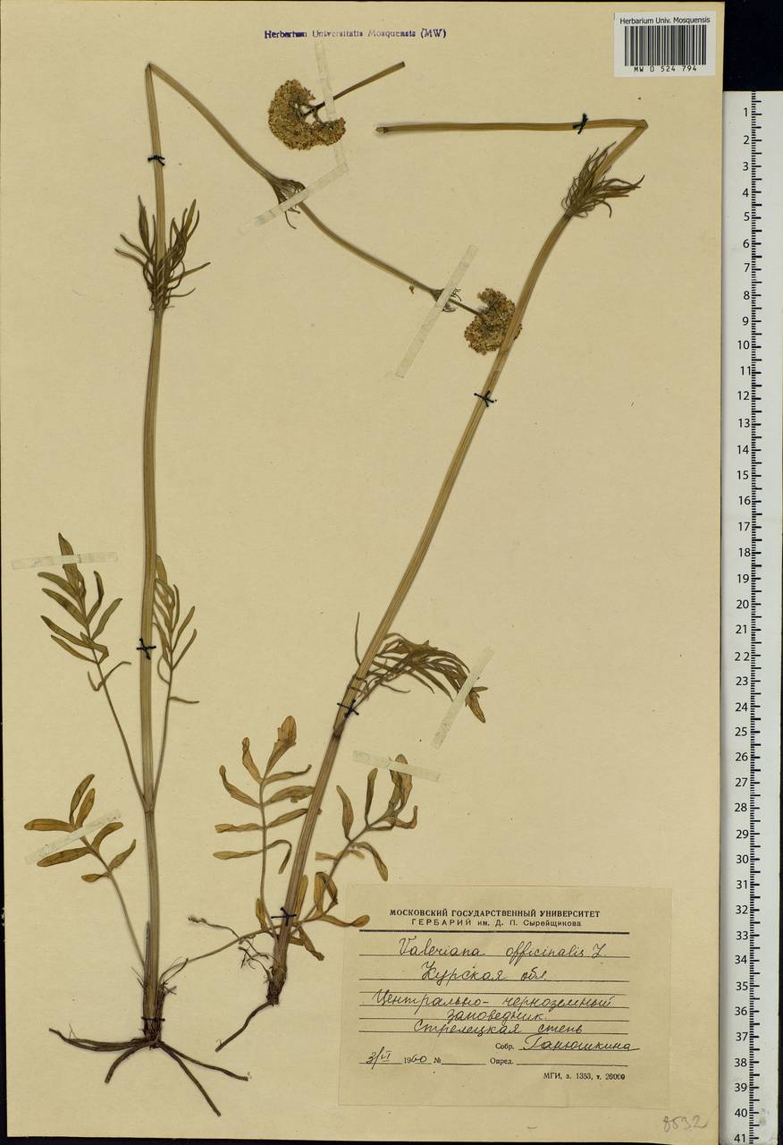 Valeriana officinalis L., Eastern Europe, Central forest-and-steppe region (E6) (Russia)