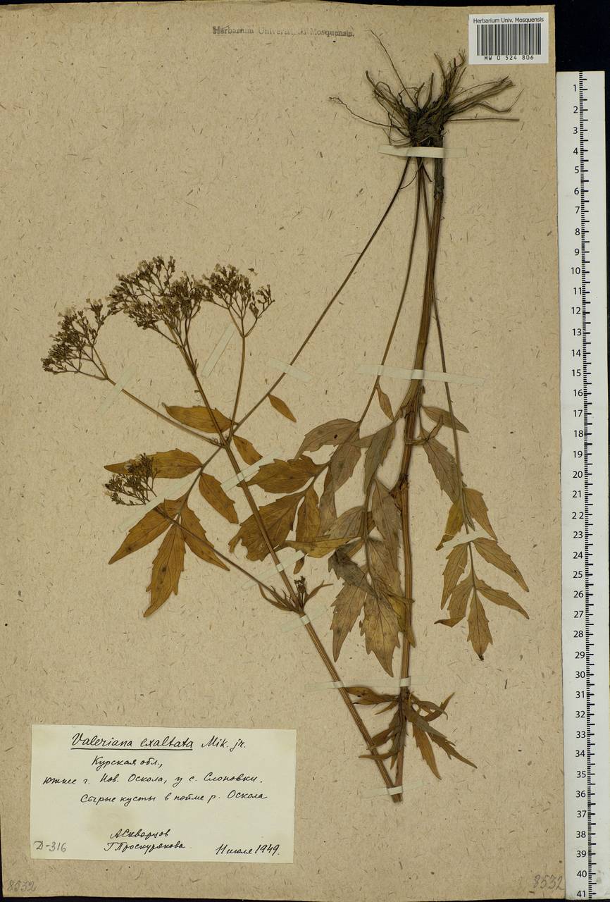 Valeriana officinalis L., Eastern Europe, Central forest-and-steppe region (E6) (Russia)