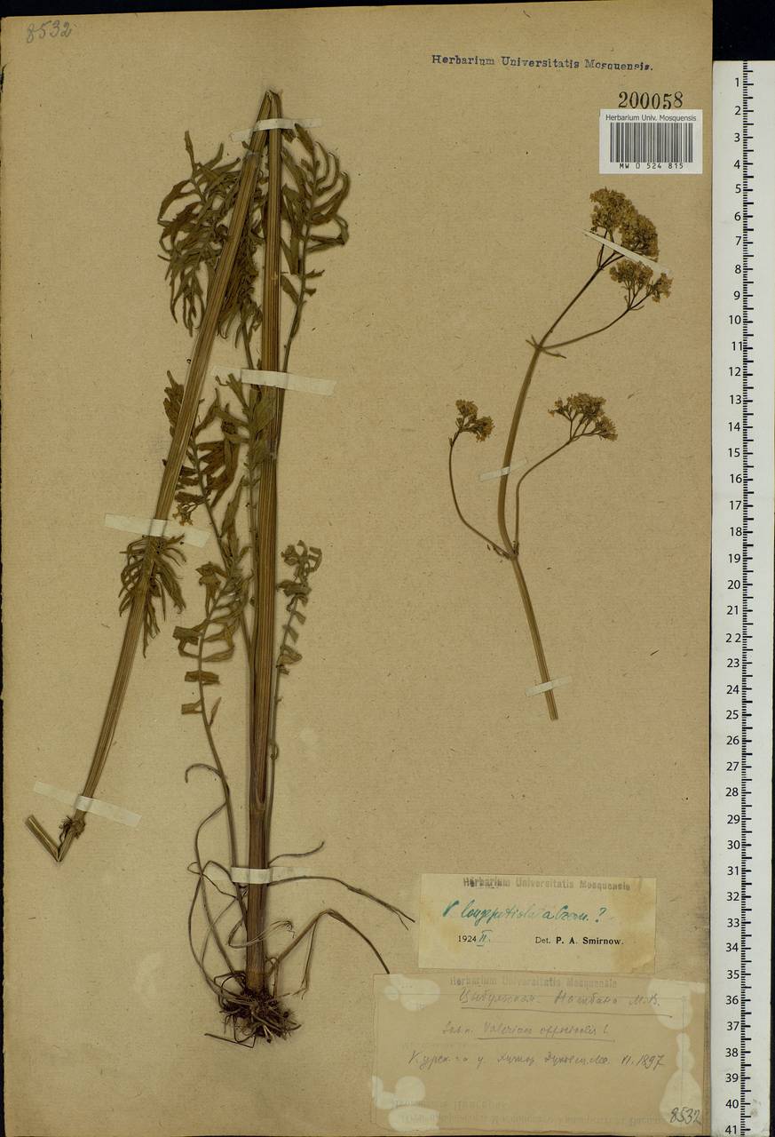 Valeriana officinalis L., Eastern Europe, Central forest-and-steppe region (E6) (Russia)