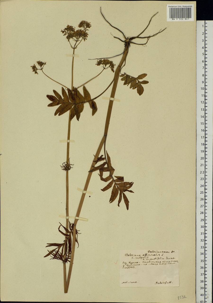 Valeriana officinalis L., Eastern Europe, Central forest-and-steppe region (E6) (Russia)