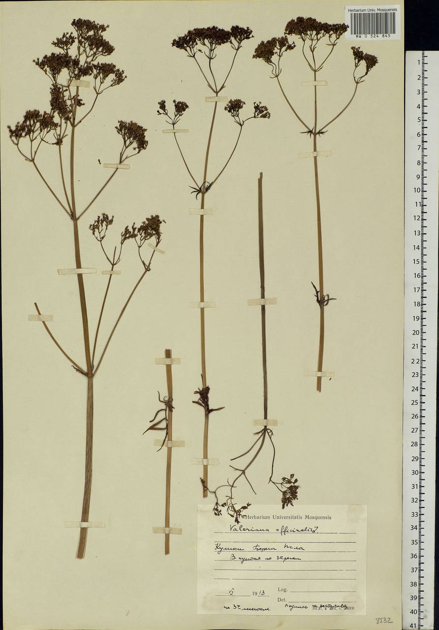 Valeriana officinalis L., Eastern Europe, North Ukrainian region (E11) (Ukraine)