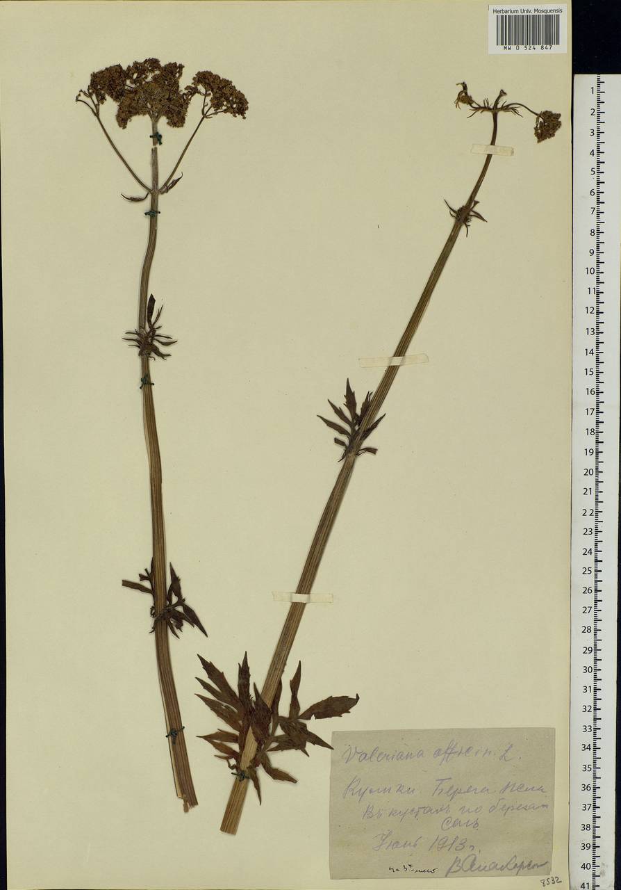 Valeriana officinalis L., Eastern Europe, North Ukrainian region (E11) (Ukraine)
