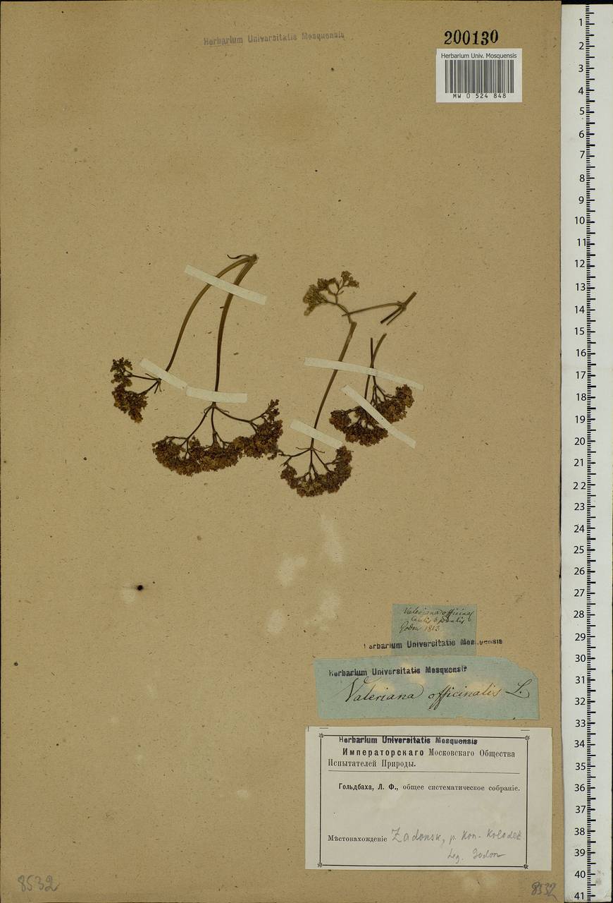 Valeriana officinalis L., Eastern Europe, Central forest-and-steppe region (E6) (Russia)