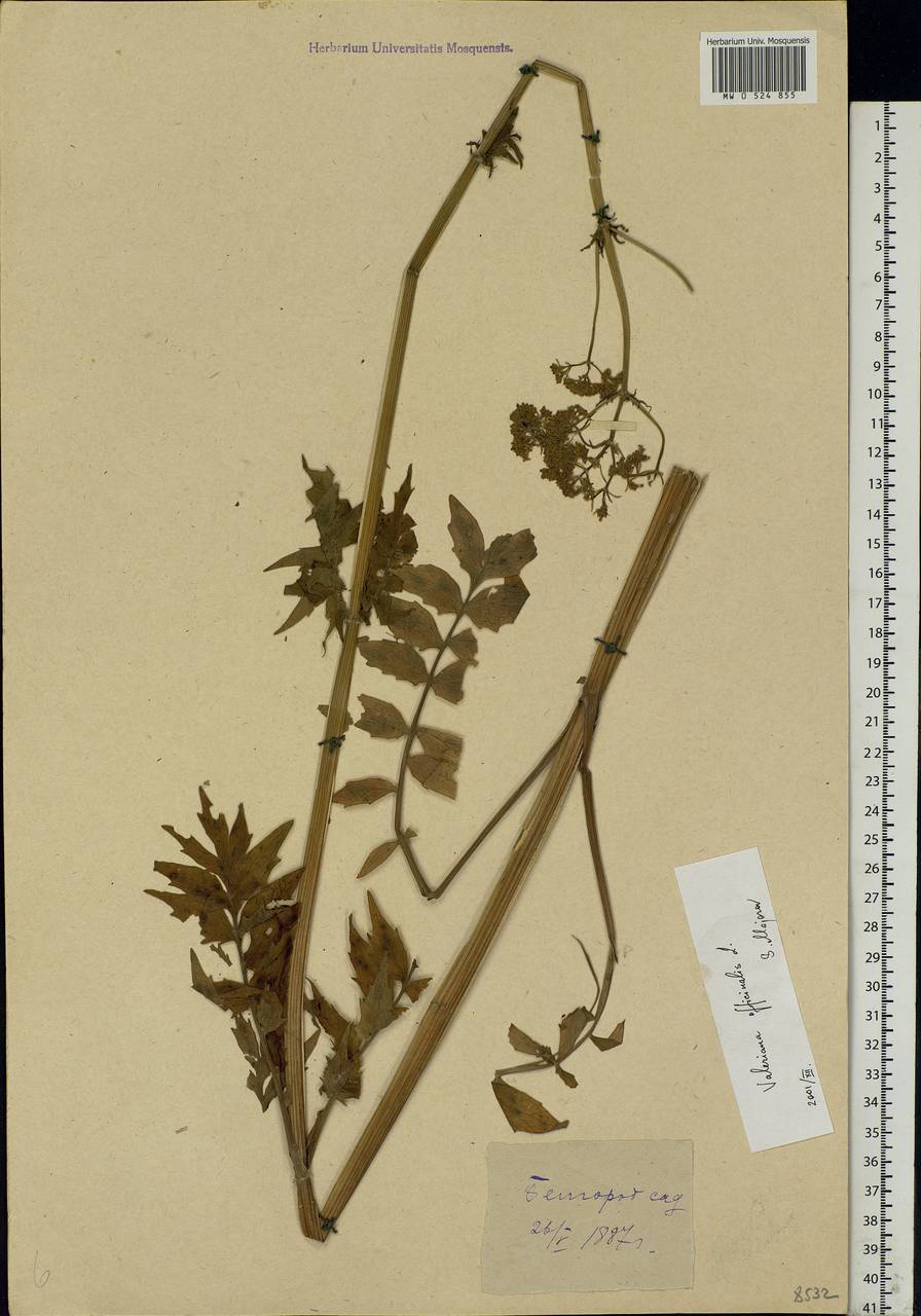 Valeriana officinalis L., Eastern Europe, Central forest-and-steppe region (E6) (Russia)