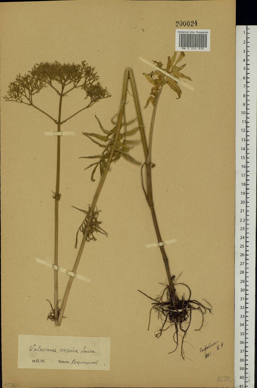 Valeriana officinalis L., Eastern Europe, Volga-Kama region (E7) (Russia)