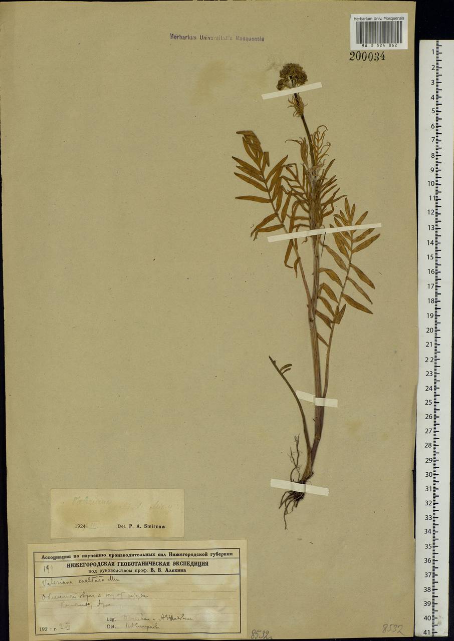 Valeriana officinalis L., Eastern Europe, Volga-Kama region (E7) (Russia)