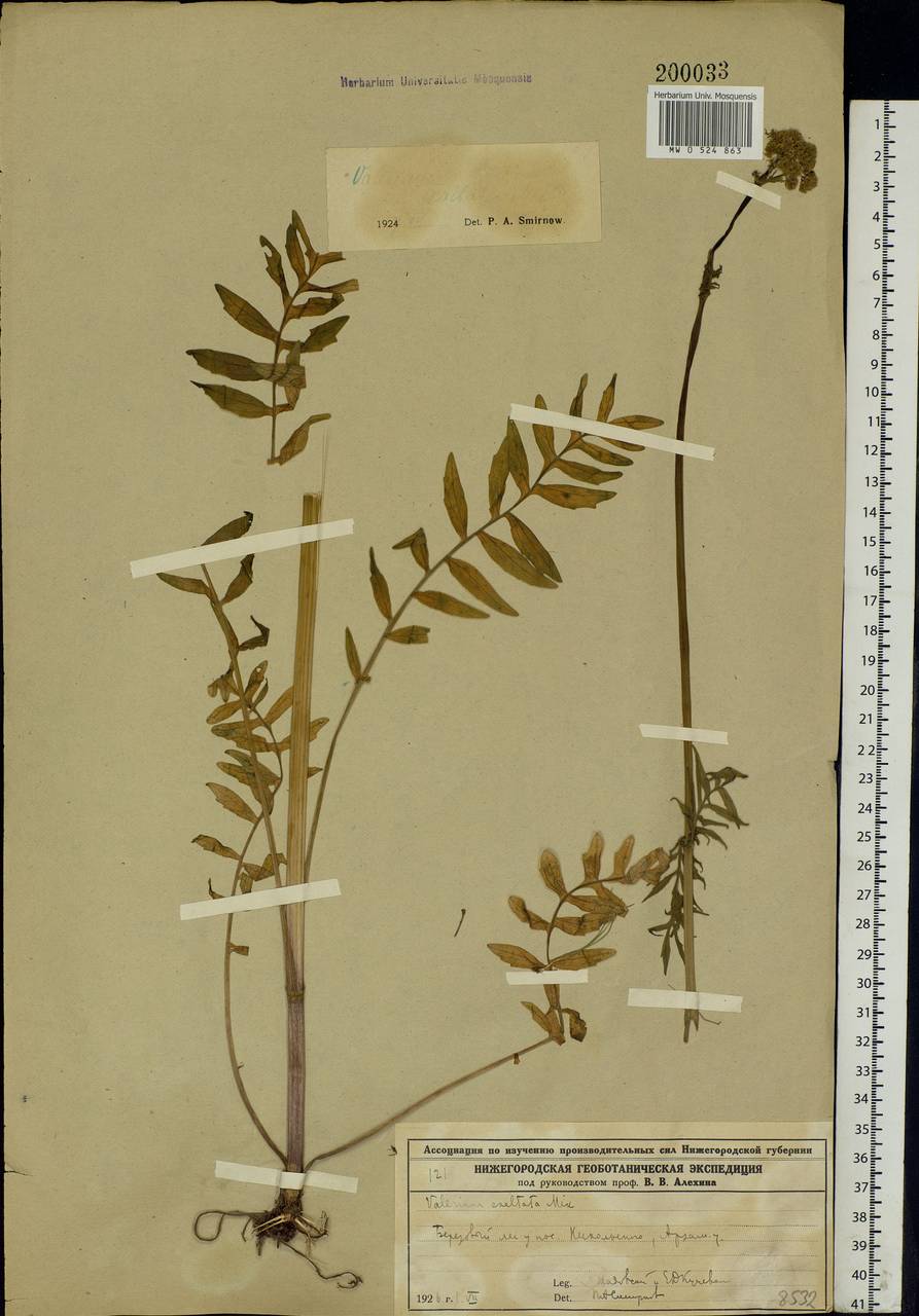 Valeriana officinalis L., Eastern Europe, Volga-Kama region (E7) (Russia)