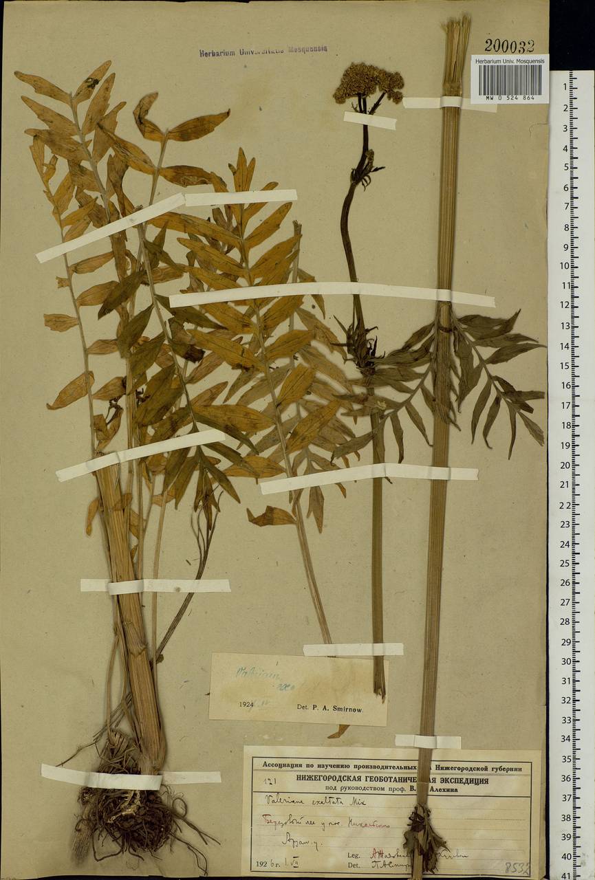 Valeriana officinalis L., Eastern Europe, Volga-Kama region (E7) (Russia)