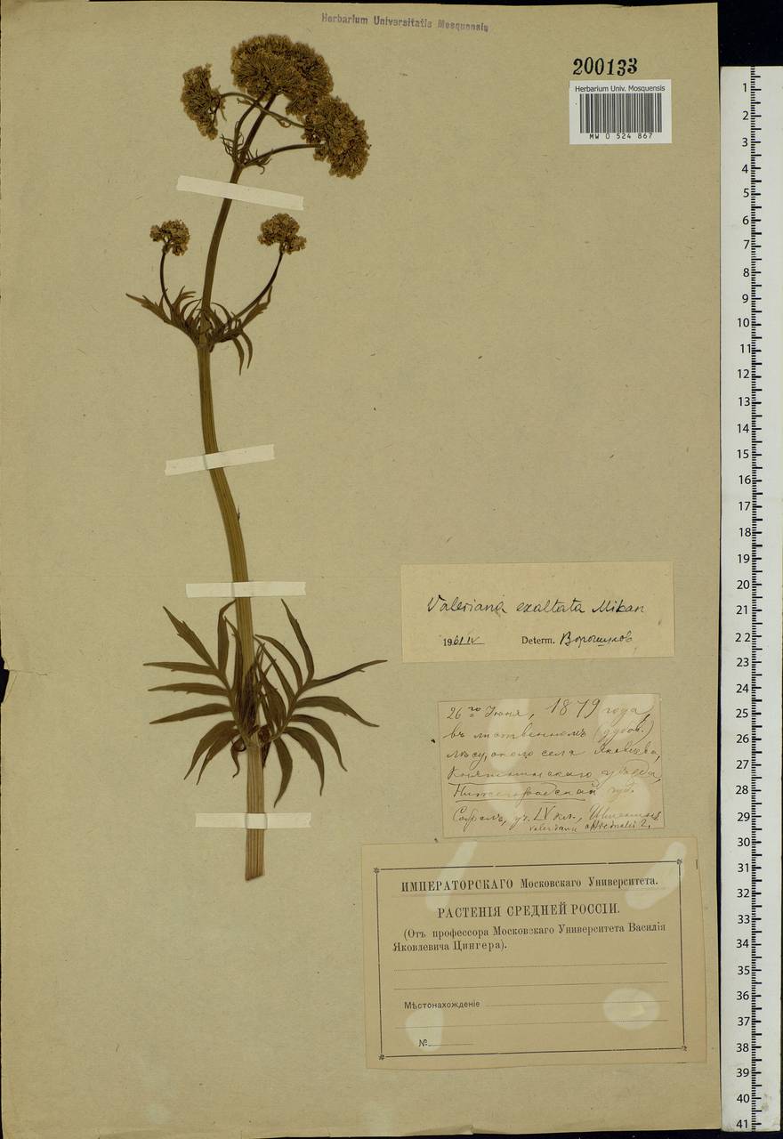 Valeriana officinalis L., Eastern Europe, Volga-Kama region (E7) (Russia)