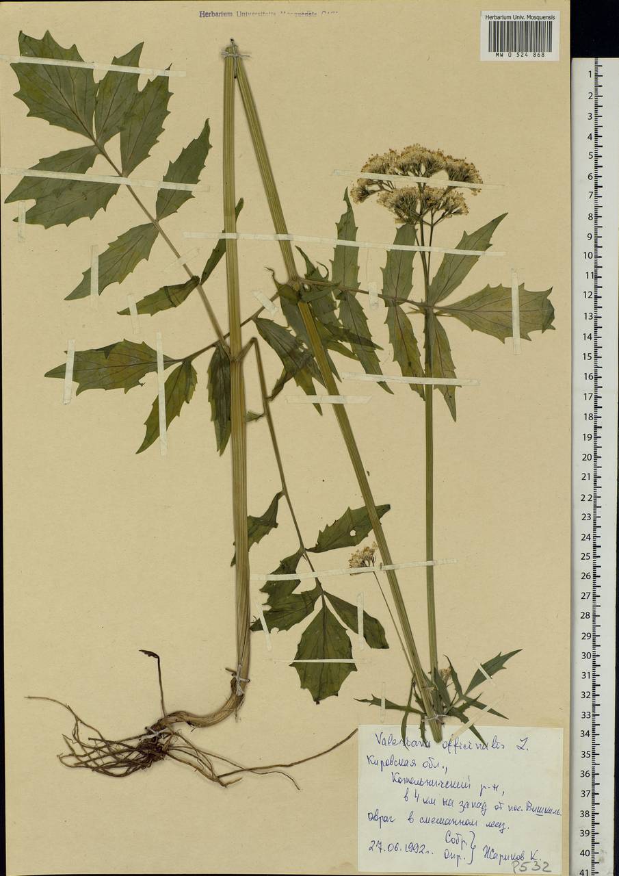 Valeriana officinalis L., Eastern Europe, Volga-Kama region (E7) (Russia)