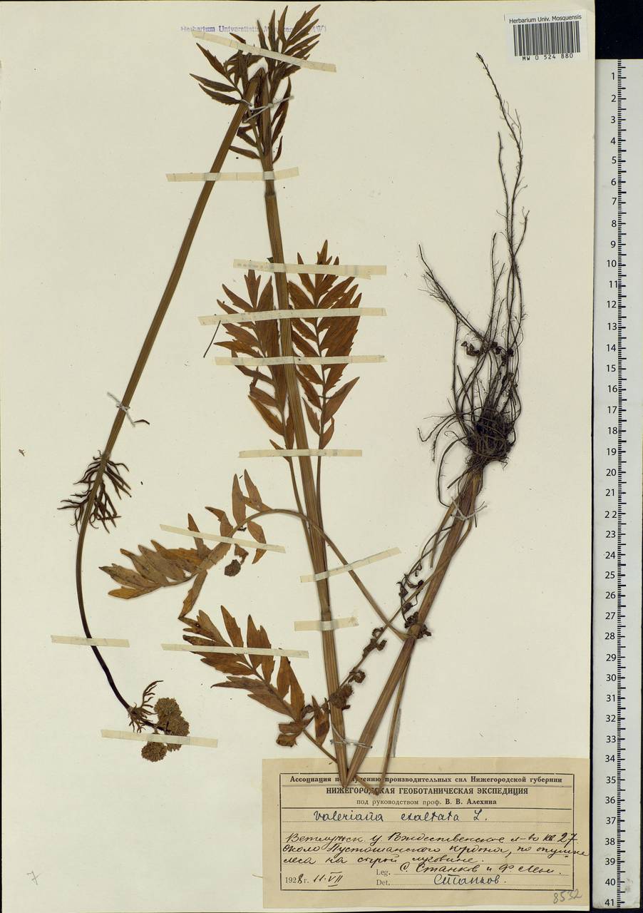 Valeriana officinalis L., Eastern Europe, Central forest region (E5) (Russia)