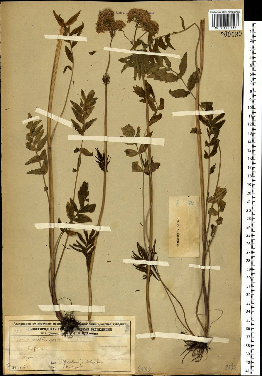 Valeriana officinalis L., Eastern Europe, Volga-Kama region (E7) (Russia)