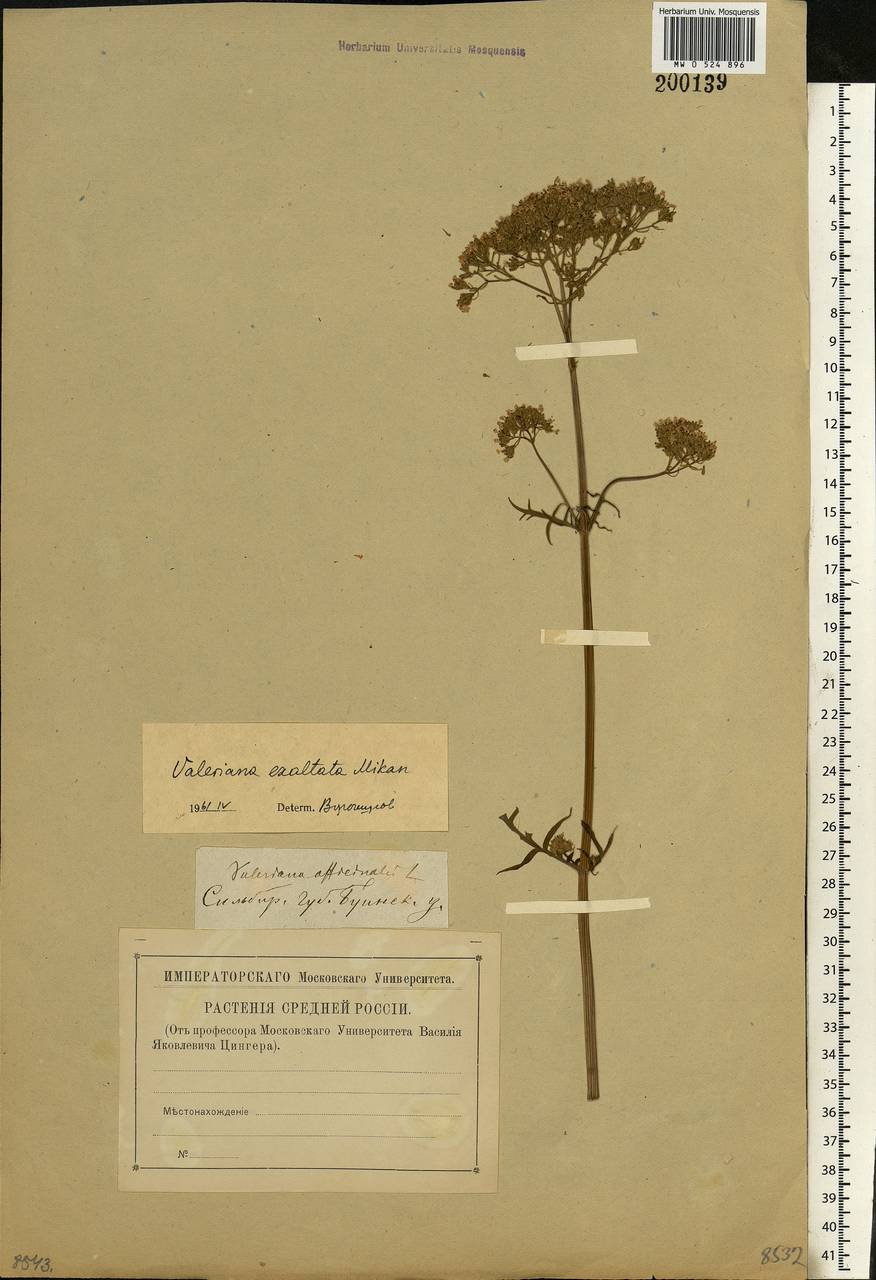 Valeriana officinalis L., Eastern Europe, Middle Volga region (E8) (Russia)