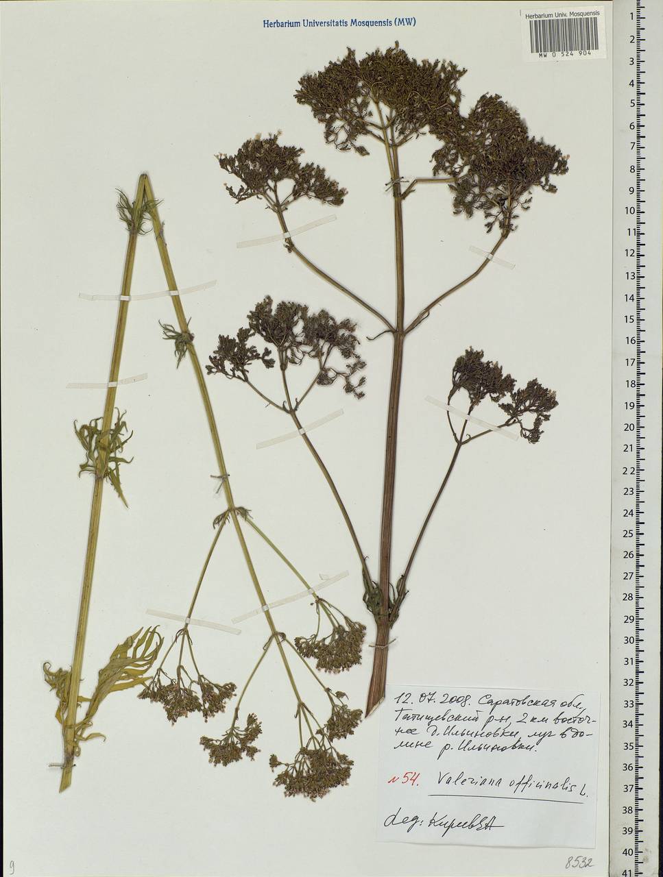 Valeriana officinalis L., Eastern Europe, Lower Volga region (E9) (Russia)