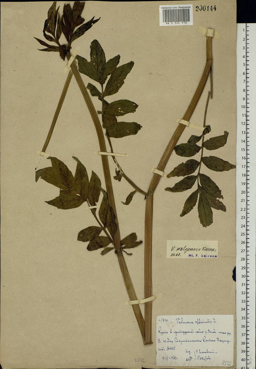 Valeriana officinalis L., Eastern Europe, Eastern region (E10) (Russia)