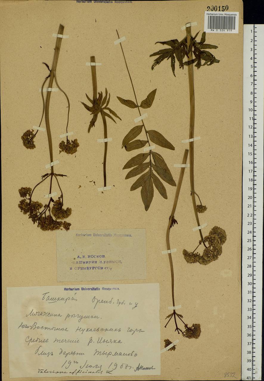 Valeriana officinalis L., Eastern Europe, Eastern region (E10) (Russia)