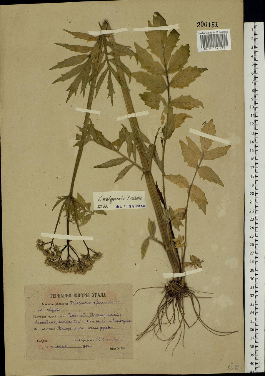 Valeriana officinalis L., Eastern Europe, Eastern region (E10) (Russia)