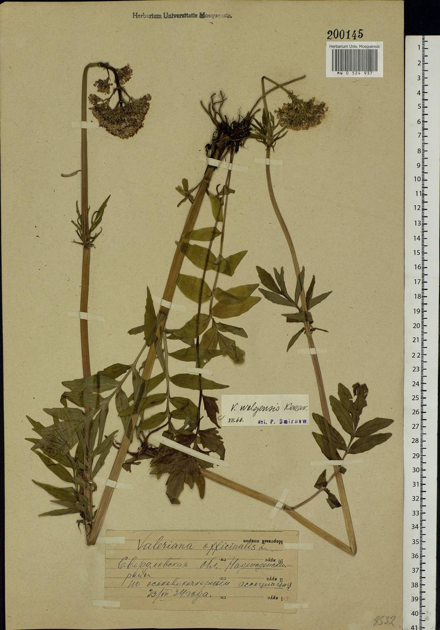 Valeriana officinalis L., Eastern Europe, Eastern region (E10) (Russia)