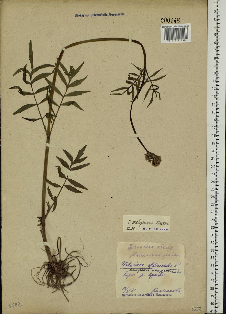 Valeriana officinalis L., Eastern Europe, Eastern region (E10) (Russia)