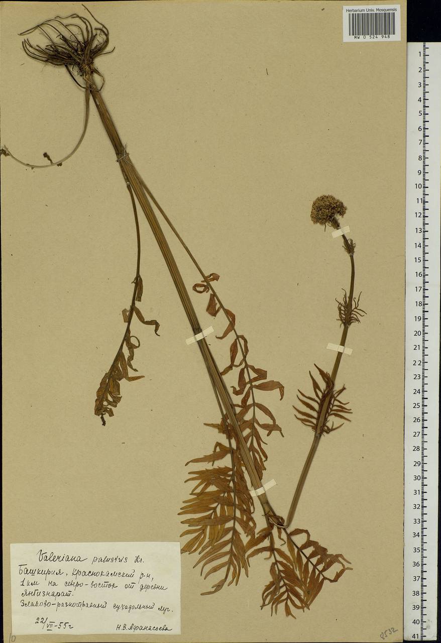 Valeriana officinalis L., Eastern Europe, Eastern region (E10) (Russia)