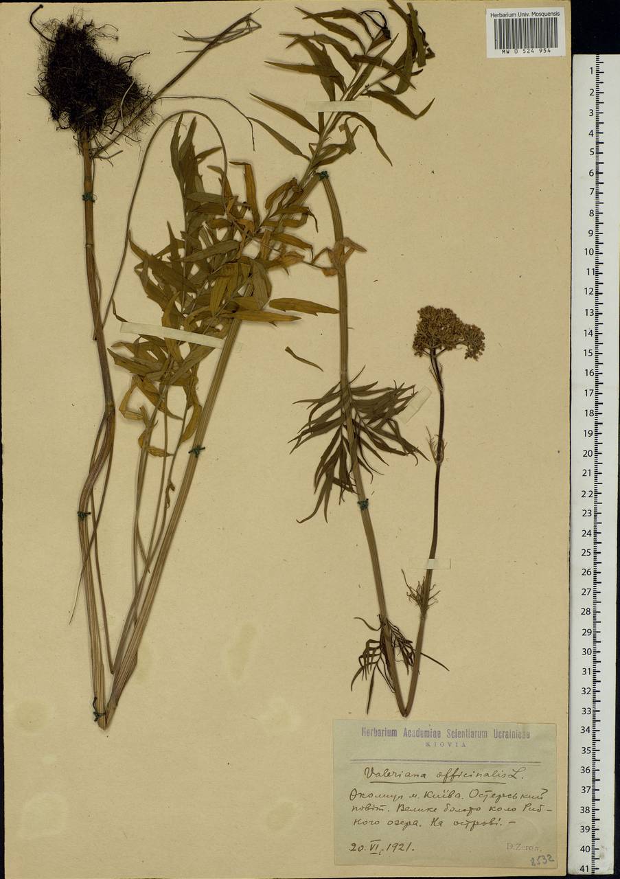 Valeriana officinalis L., Eastern Europe, North Ukrainian region (E11) (Ukraine)