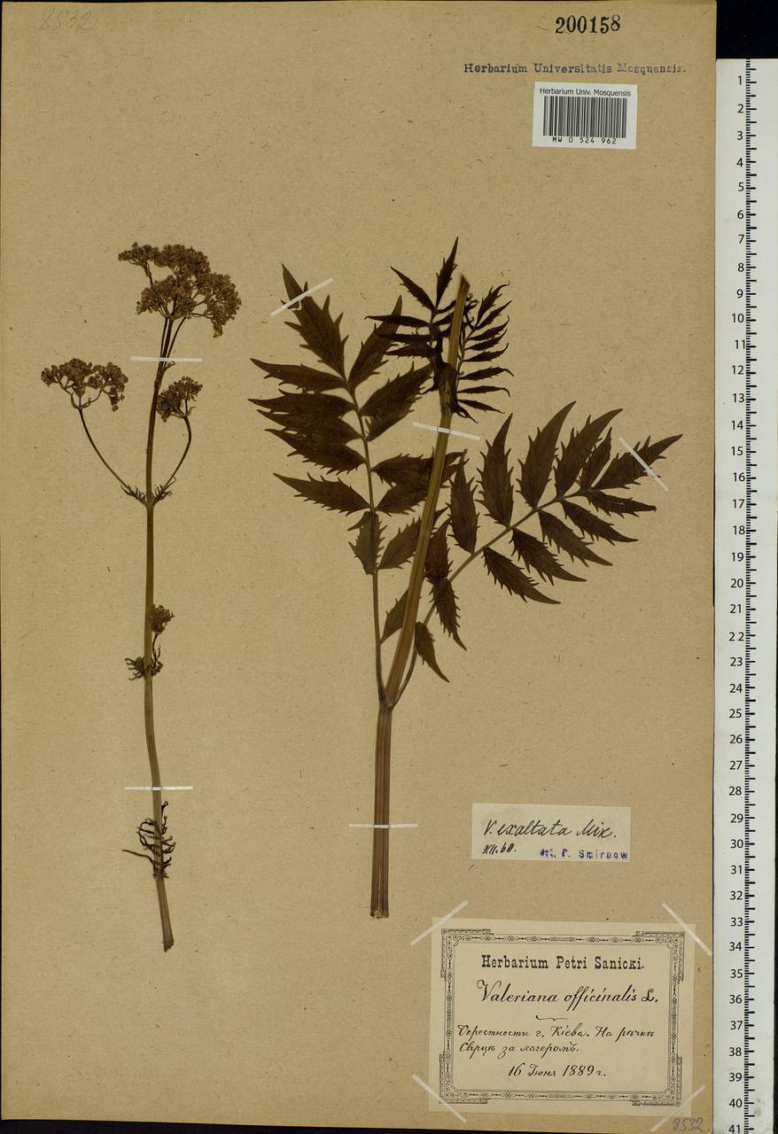 Valeriana officinalis L., Eastern Europe, North Ukrainian region (E11) (Ukraine)