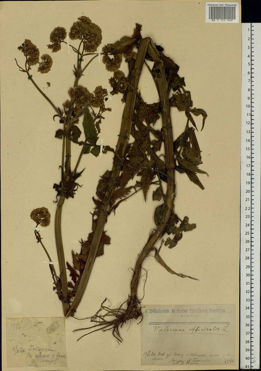 Valeriana officinalis L., Eastern Europe, North Ukrainian region (E11) (Ukraine)