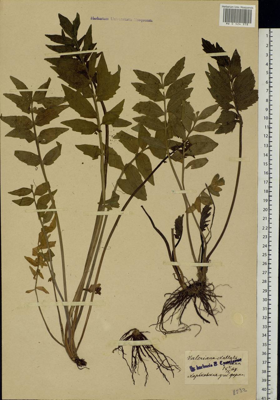 Valeriana officinalis L., Eastern Europe, North Ukrainian region (E11) (Ukraine)