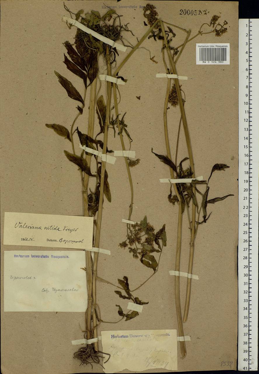 Valeriana officinalis L., Eastern Europe, North Ukrainian region (E11) (Ukraine)