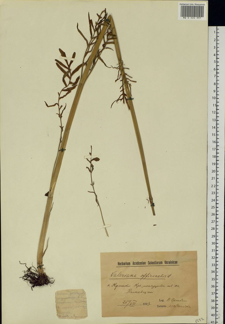 Valeriana officinalis L., Eastern Europe, North Ukrainian region (E11) (Ukraine)